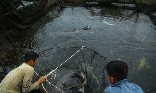 Người nuôi cá tầm Việt đang lao đao vì cá tầm Trung Quốc giá rẻ nhập khẩu ồ ạt. Ảnh: Long Nguyễn