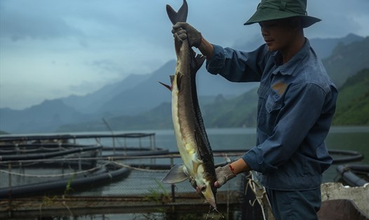 Một người nuôi cá tầm tại Sơn La còn cố gắng bám trụ với hồ nuôi. Ảnh: Cá tầm Việt.