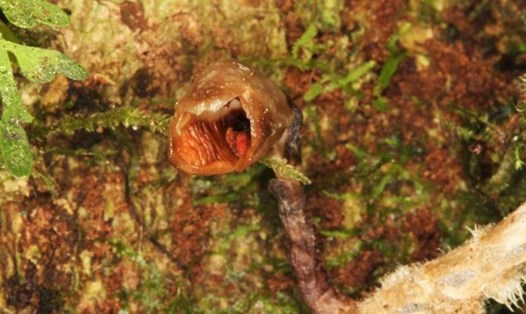 Loài hoa lan "Gastrodia agnicellus", ở Madagascar, được mệnh danh là ''loài lan xấu xí nhất thế giới''. Ảnh: RBG Kew
