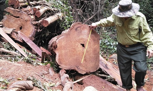 Hạt Kiểm lâm huyện Kbang, Gia Lai bị kiểm điểm khi rừng hương bị xâm hại. Ảnh TTuấn