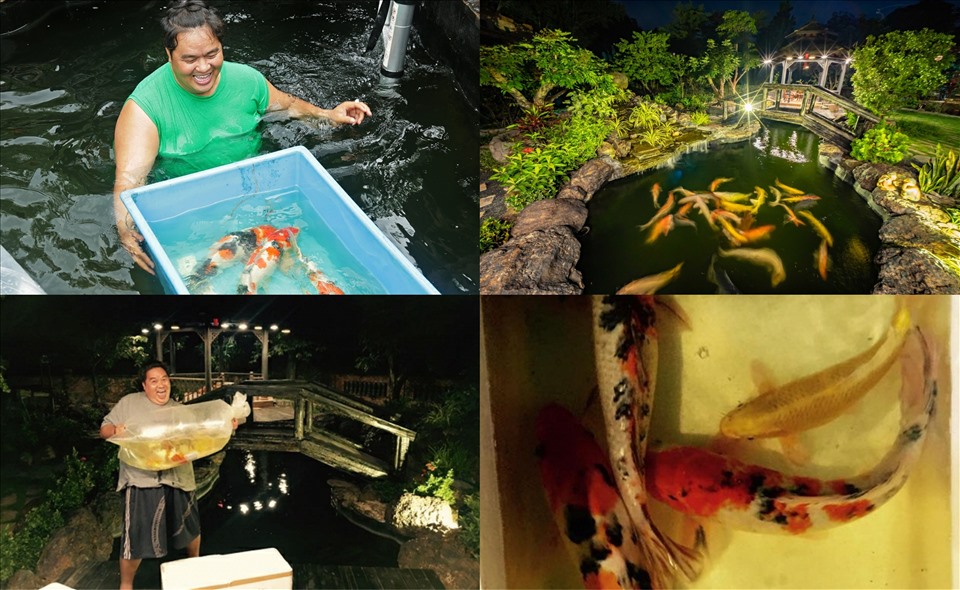 Hoàng Mập tâm huyết với hồ cá koi 5 tỉ đồng. Ảnh: Duy