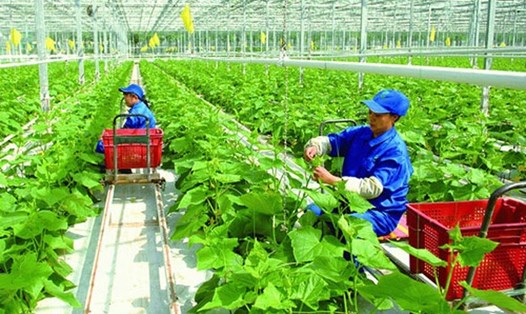 Đài Loan (Trung Quốc) đã mở thêm 7 nghề cho lao động nước ngoài vào làm việc trong lĩnh vực nông nghiệp. Ảnh minh hoạ Vân Hà.