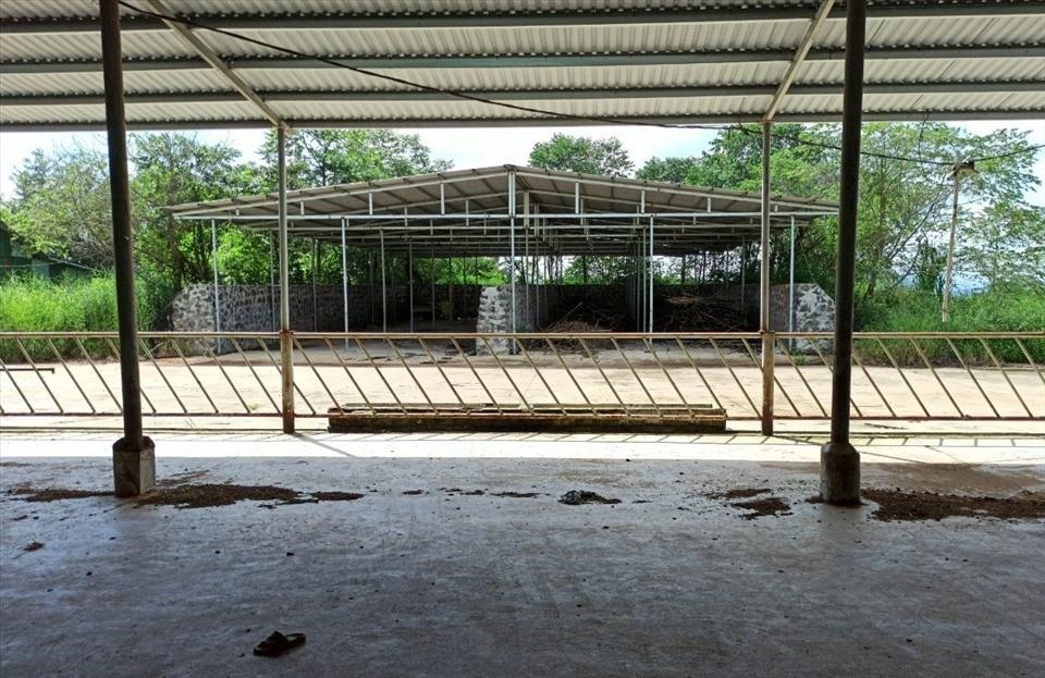 Dự án chăn nuôi bò công nghệ cao của Công ty CP Tập đoàn Đức Long Gia Lai với 2 chuồng trại có quy mô rộng hàng nghìn mét vuông đã bị “tê liệt” hoàn toàn. 
Ảnh: bảo lâm