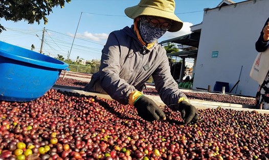 Cà phê tiếp tục sẽ là một trong những mặt hàng XK giá trị cao mang về tổng kim ngạch lớn trong năm 2021. Ảnh: Khánh Vũ