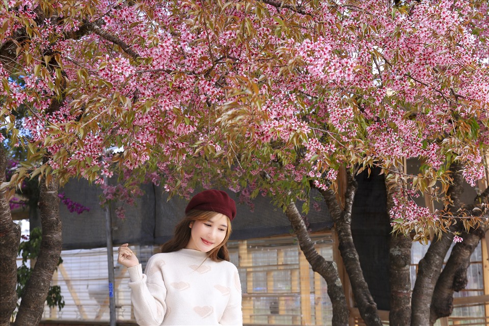 Mai anh đào nhuộm hồng phố núi Đà Lạt