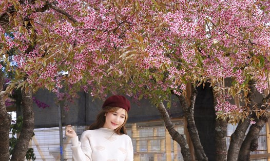 Mai anh đào nhuộm hồng phố núi Đà Lạt