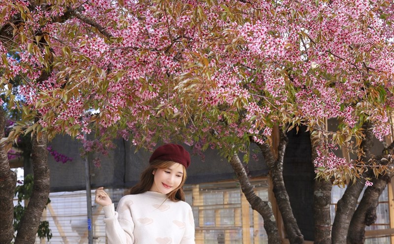 Mai anh đào nhuộm hồng phố núi Đà Lạt