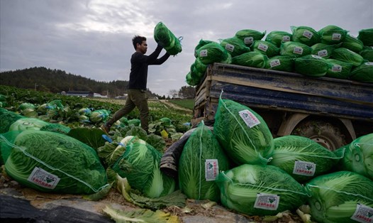 Một lao động Thái Lan làm việc tại nông trại gần Mokpo, Hàn Quốc, tháng 11.2020. Ảnh: AFP