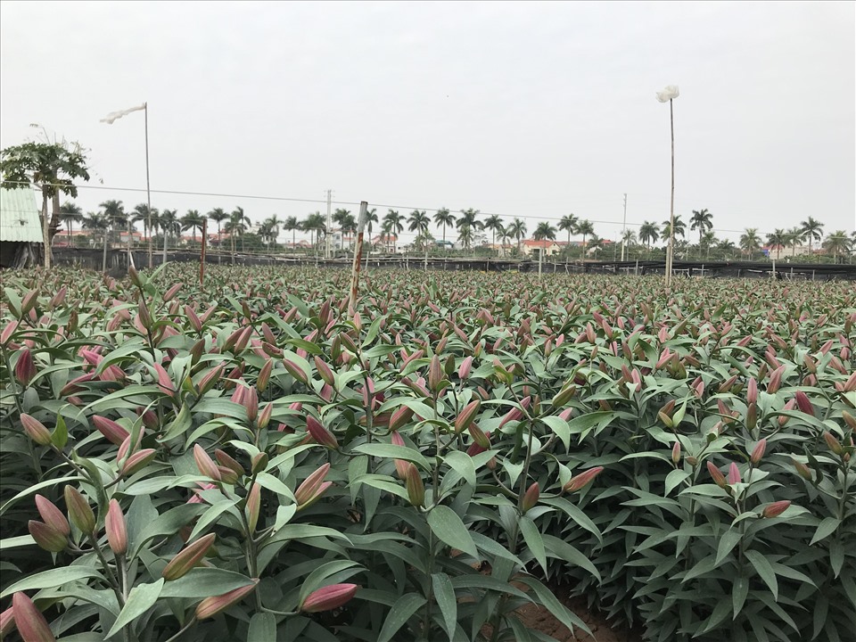 Hoa Tết là vụ lớn nhất trong năm của người dân trồng hoa Tây Tựu. Ảnh: Thanh Hà