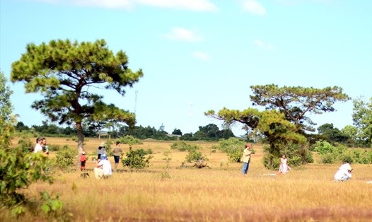 Rừng thông có đồi cỏ hồng là địa điểm du lịch hấp dẫn du khách ở huyện Đắk Đoa (tỉnh Gia Lai). Ảnh: THANH TUẤN