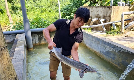 Một người nông dân nuôi cá tầm tại khu vực Tây Bắc. Ảnh: Long Nguyễn.