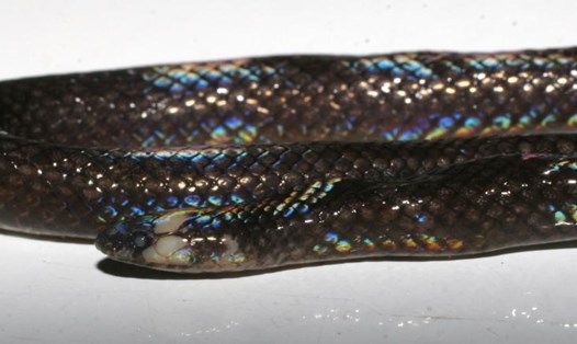 Loài rắn mới có tên khoa học Levitonius mirus, có nguồn gốc từ đảo Samar và Leyte ở Philippines. Ảnh: University of Kansas' Biodiversity Institute