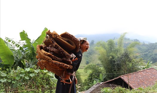 Người dân Hoài Khao khai thác tổ ong khoái trong rừng. Ảnh: Văn Tiệp