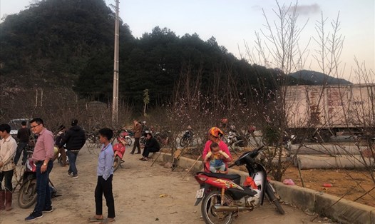 Người dân huyện Vân Hồ bán đào dịp tết hàng năm. Ảnh: Minh Nguyễn