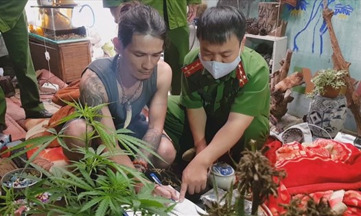 Công an tỉnh Lâm Đồng phát hiện, xử lý một vụ trồng cần sa trên địa bàn TP.Đà Lạt. Ảnh: Hồng Sơn