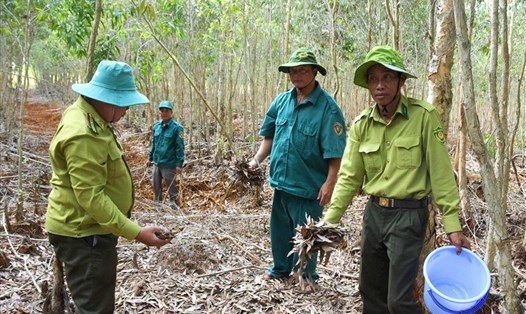 Phương án phòng cháy chữa cháy rừng mùa khô cần chi tiết, chặt chẽ xác với điều kiện thực địa. Ảnh: PV