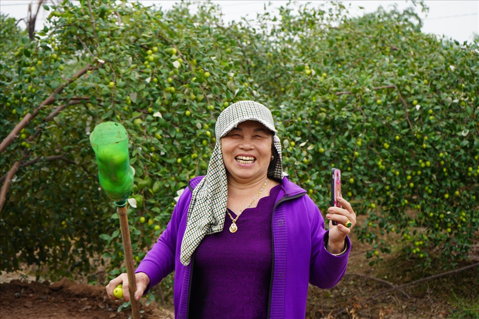 Chủ vườn táo Bàng La đặc sản Hải Phòng phấn khởi vì táo vặt đến đâu, bán hết đến đó. Ảnh Mai Dung