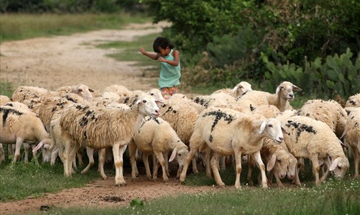 Đàn cừu nhà ông Trần Cao Hòa “du mục tại chỗ” giữa những trảng cát cây cỏ mục xanh tốt.