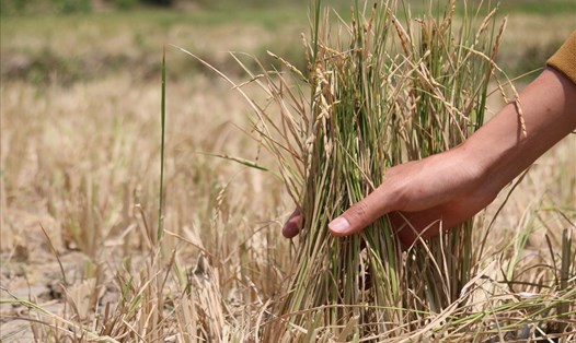Lúa nước ở một địa phương tại tỉnh Đắk Lắk chết khô do hạn hán nghiêm trọng, người dân không đủ nước tưới tiêu. Ảnh: Bảo Trung