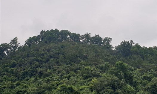 Một khu vực rừng ở xã Triệu Nguyên. Ảnh: Hưng Thơ.