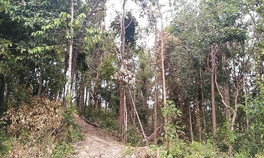 Khu vực rừng đang khoanh nuôi, phục hồi tại xã Ia Púch, Chư Prông, Gia Lai (ảnh KG)