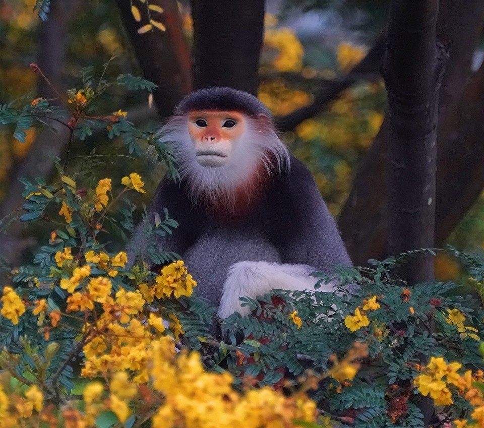 Liên minh châu Âu tài trợ 15 tỷ đồng bảo tồn đa dạng sinh học Việt Nam. Ảnh: Green Việt