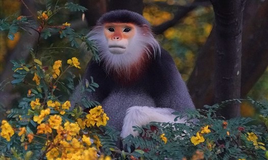 Liên minh châu Âu tài trợ 15 tỷ đồng bảo tồn đa dạng sinh học Việt Nam. Ảnh: Green Việt