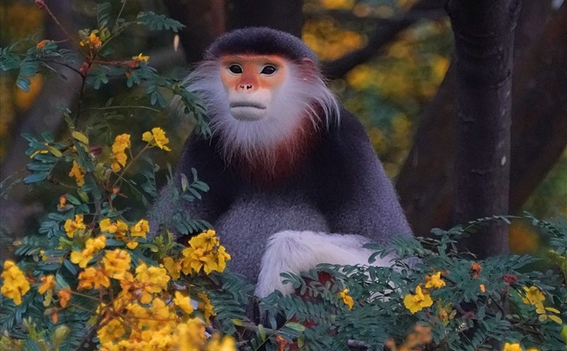 Liên minh châu Âu tài trợ 15 tỷ đồng bảo tồn đa dạng sinh học Việt Nam. Ảnh: Green Việt