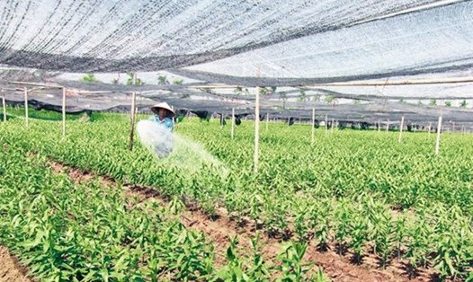 Nhiều mô hình nông nghiệp công nghệ cao tại Hà Nội mang lại thu nhập tốt cho người dân. Ảnh: Quỳnh Chi.