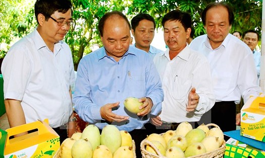 Thủ tướng Chính phủ Nguyễn Xuân Phúc (thứ 2 từ trái sang) xem sản phẩm của Hợp tác xã Sản xuất và Tiêu thụ xoài Mỹ Xương, huyện Cao Lãnh. Ảnh: CTV
