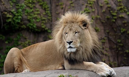 Bốn con sư tử ở vườn thú Barcelona có kết quả dương tính với COVID-19. Ảnh: Barcelona Zoo