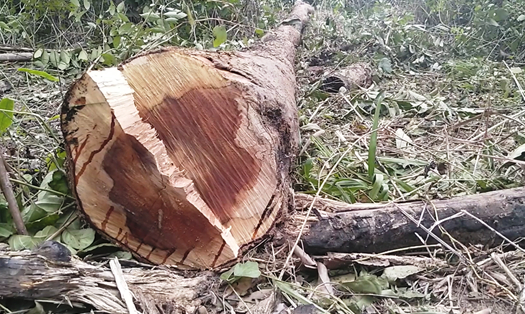 Nhiều diện tích rừng ở xã biên giới Ia Púch, huyện Chư Prông đã bị tàn phá. Ảnh TTuấn
