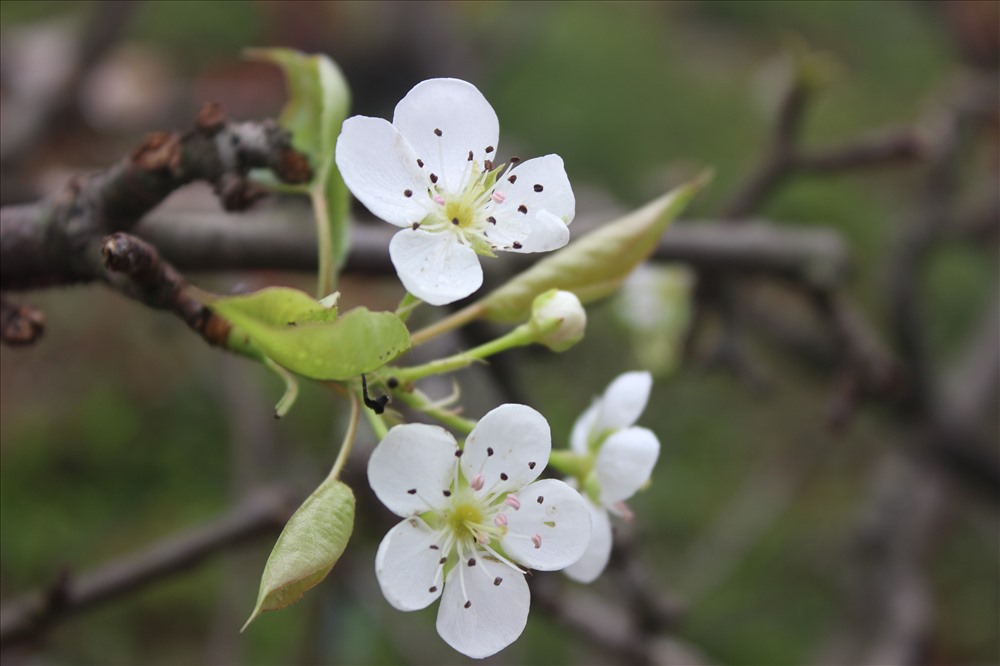 Hoa lê rừng trắng muốt làm say đắm lòng người.