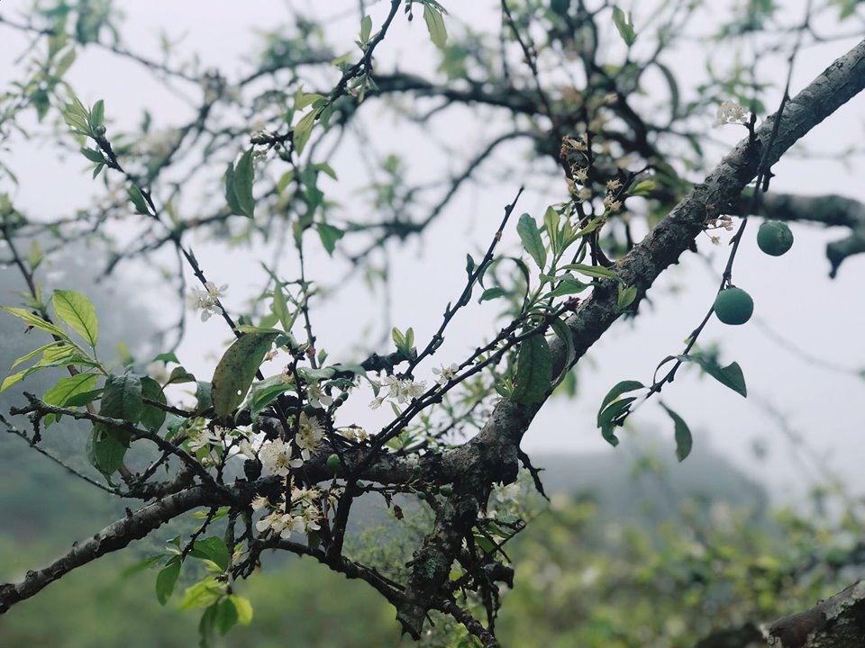 Hoa mận tuy không còn nhiều sau Tết thay vào đó là những quả mận xanh đã đậu.