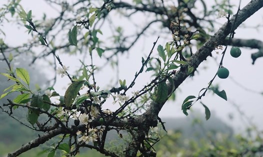 Hoa mận tuy không còn nhiều sau Tết thay vào đó là những quả mận xanh đã đậu.