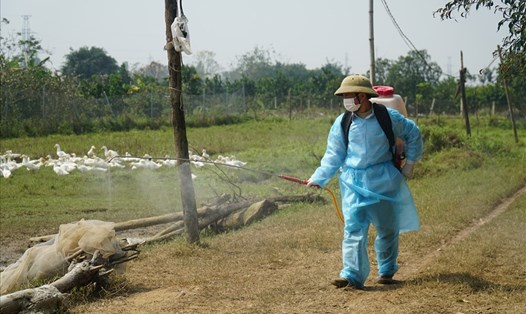 Phun thuốc phòng chống dịch cúm A/H5N6 tại xã Phú Nghĩa. Ảnh: PV