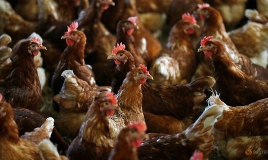 1 trang trại nuôi gà ở Lunteren, Hà Lan. Ảnh: Reuters