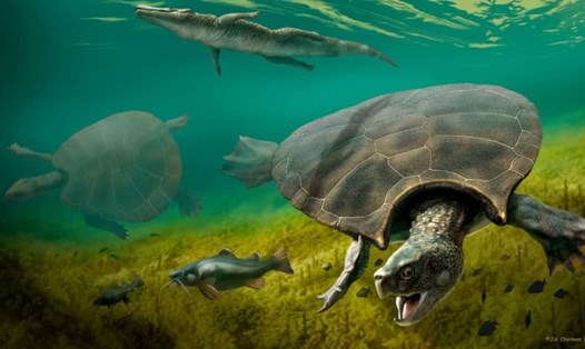 Một minh họa về loài rùa nước ngọt đã tuyệt chủng Stupendemys. Ảnh: Reuters