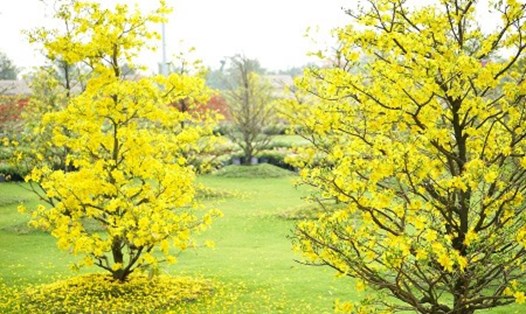 1.000 gốc mai vàng và hơn 100.000 giỏ hoa Xuân khoe sắc rực rỡ dưới nắng.