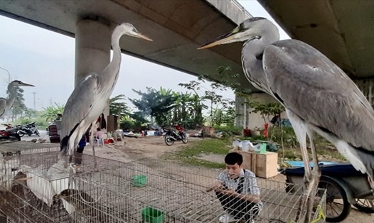 Chim hoang dã siêu to siêu khổng lồ được bày bán công khai ngay trên đại lộ Thăng Long. Ảnh: Lao Động