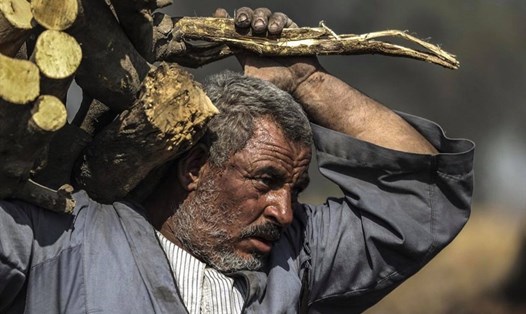 Một công nhân Ai Cập lớn tuổi đang mang vác các đoạn cây, chuẩn bị đốt than tại nhà máy than. Ảnh: AFP