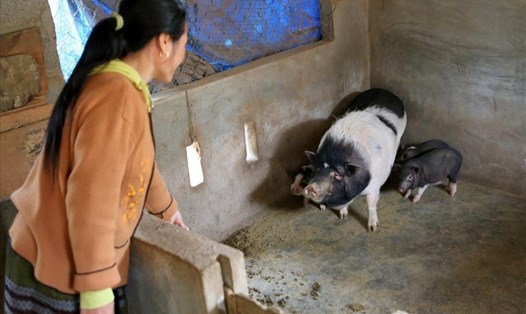 Gia đình duy nhất ở bản Cheng, xã Tân Liên (huyện Hướng Hóa, tỉnh Quảng Trị) còn 1 con lợn giống và 3 lợn con. 
Ảnh: Hưng Thơ