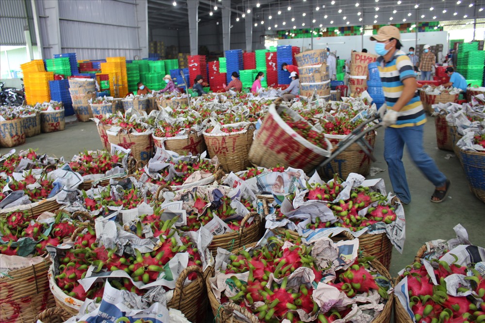 Giá mua thanh long đang tăng trở lại. Ảnh: K.Q