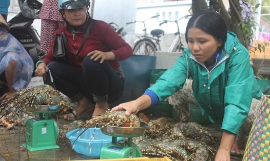 Người nuôi tôm hùm ở các tỉnh Nam Trung Bộ như Khánh Hòa, Phú Yên... đang đối mặt với khó khăn vì tôm hùm rớt giá, không xuất khẩu được. Ảnh: PV