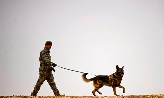 Nhu cầu sử dụng chó nghiệp vụ tại Mỹ đã tăng cao sau các vụ khủng bố ngày 11.9.2001.