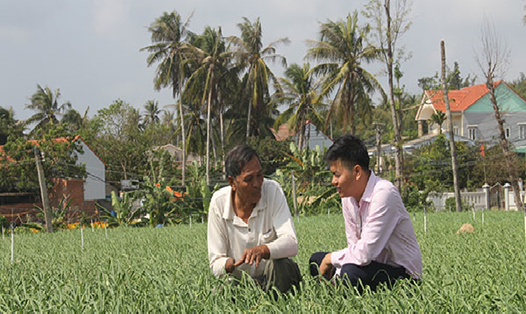 Ông Dương Văn Nhiều ở xã An Hả, huyện Lý Sơn (Quảng Ngãi) chia sẻ về mô hình trồng tỏi với cán bộ ngân hàng.