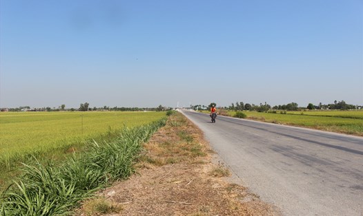 Lúa ở vùng phía Đông tỉnh Tiền Giang an toàn trong mùa hạn mặn năm nay. Ảnh: K.Q