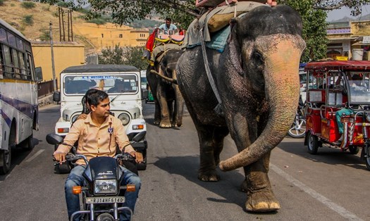 Những chú voi ung dung hoà mình vào dòng xe cộ đông đúc trên đường. Ảnh: BoredPanda
