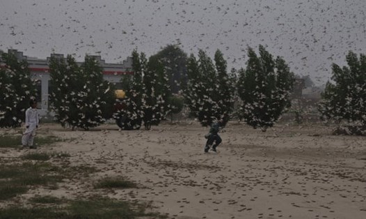 Đàn châu chấu bay rợp trời ở Rahim Yar Khan, Pakistan. Ảnh: AP.