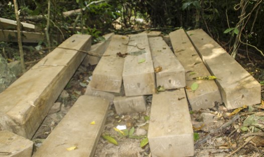Khai thác gỗ trái phép ở Bình Định. Ảnh tư liệu